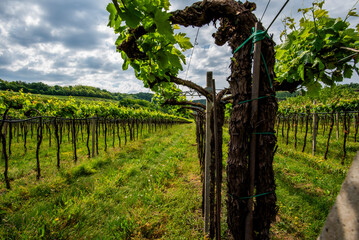 2024 05 01 Sarego vineyard 3