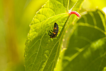 Ladybug insect larva or pupa Coccinellidae closeup. Pupal stage feeding on green vegetation closeup. 