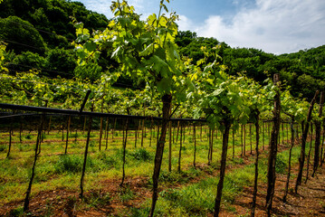 2024 05 01 Sarego vineyard 14