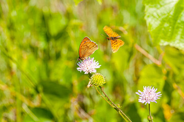 Lycaena helle butterfly Blue Butterfly Bleu Butterfly steadily walking downwards to get his resting place to take a long sleep