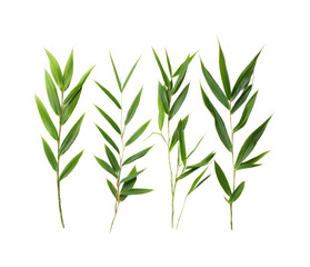 Graceful green bamboo leaves natural botanical isolated on transparent background, png