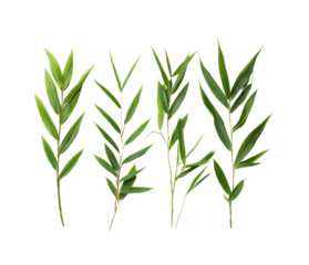 Graceful green bamboo leaves natural botanical isolated on transparent background, png