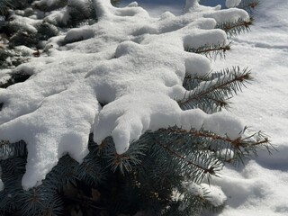 Snow covered blue spruce in the winter park