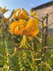 lilies in the garden