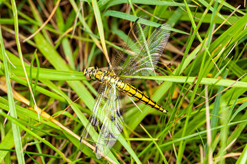 A beautiful dragonfly perches on bright green grass near a calm, serene wetland. The scene showcases the harmony of insects and plants within a lush natural setting.