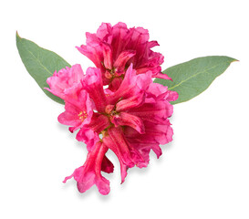 pink rhododendron flower on transparent background