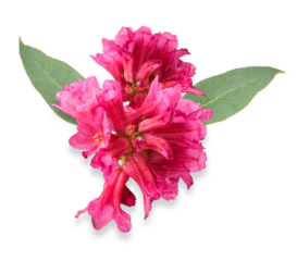 pink rhododendron flower on transparent background
