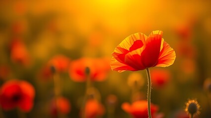 Obraz premium A vibrant red poppy bathed in golden sunset light, symbolizing remembrance and beauty.