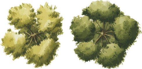 Watercolor illustration of two tree crowns viewed from above with yellow-green and dark green foliage on a white background


