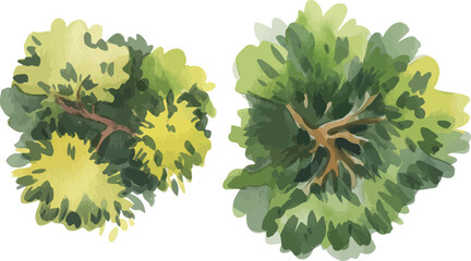 Watercolor illustration of two tree crowns viewed from above with yellow-green and dark green foliage on a white background


