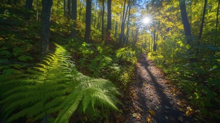 Obraz premium Sunlight filters through a forest trail lined with ferns.