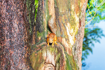 Cute European red squirrel jumping on a tree.