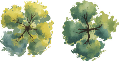 Watercolor illustration of two tree crowns viewed from above with yellow-green and dark green foliage on a white background

