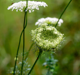 Makro von Blüten einer wilden Möhre