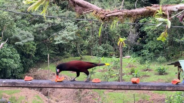 The Montezuma oropendola, Psarocolius montezuma, bird feeding on a feeder