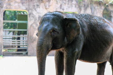 Naklejka premium A close-up of a young elephant standing in a zoo, with its trunk slightly curled and a calm expression. The elephant's skin appears slightly damp in the sunlight, showcasing its textured appearance.