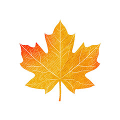 Obraz premium Stylized Maple Leaf Silhouette with Subtle Vein Texture on White Background