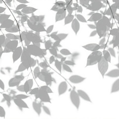 shadow overlay effect. Gray shadow of leaves isolated on white background. 
Plant foliage leaf shadow light effect. Mockup Blurred tree branch shadow. Ideal for summer spring design elements PNG