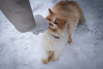 A ginger cat in the snow.