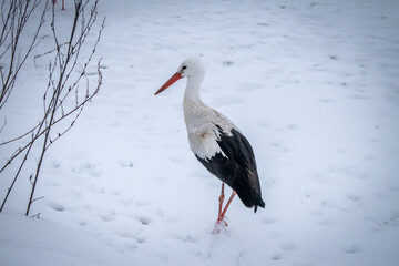 A stork walking through the snowy field.