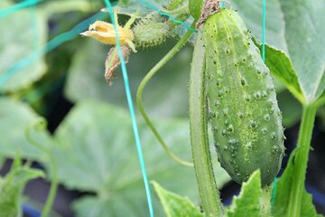 cucumber ripening on the bush, green cucumber on the plant, fresh vegetables