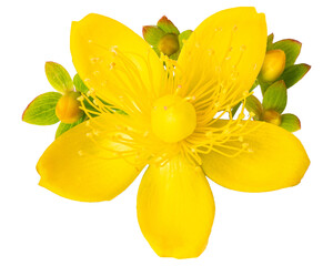 st. john's wort flower isolated on transparent background.