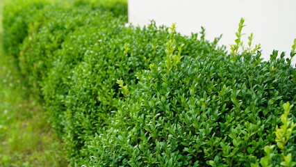 Untrimmed boxwood bushes ,hedge, garden path