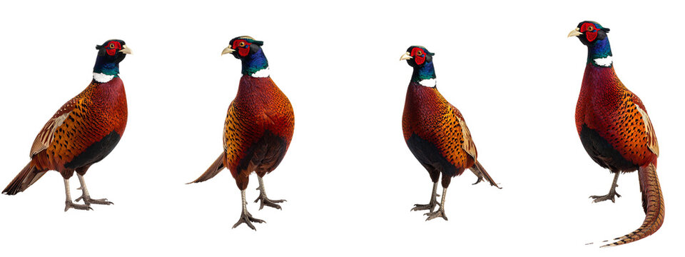 Four common pheasants standing on transparent background