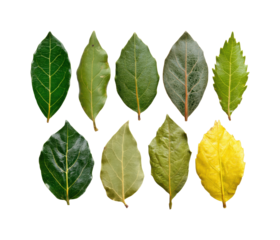 Diverse bay leaves display natural botanical isolated on transparent background, png