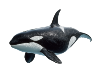 Orca swimming gracefully in ocean waters marine life underwater view isolated on transparent background, png