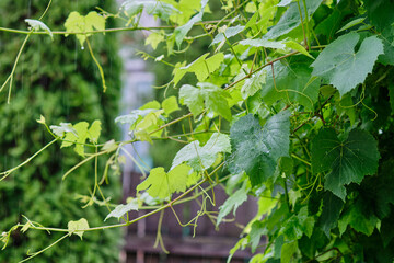 Green grapevines growing vigorously in a garden during late spring