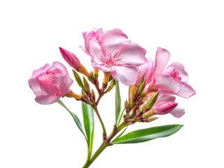 Delicate pink oleander flowers nature isolated on transparent background, png