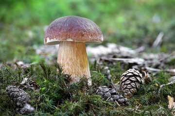 Penny bun mushroom next to wicker basket in colorful autumn leafy forest