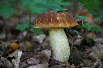 Inedible but amazing and rare mushroom Hemileccinum depilatum