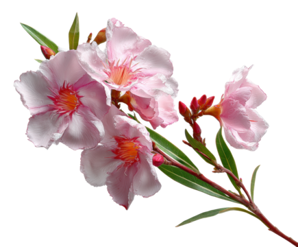 Blooming pink oleander flowers nature scene floral bright light isolated on transparent background, png