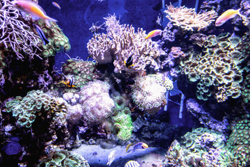 Underwater coral reef with colorful fish