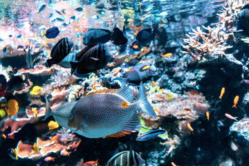 Many colorful fish and coral