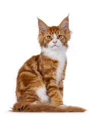 Obraz premium Adorable red with white Maine Coon cat kitten, sitting up side ways. Looking towards camera. Isolated on a white background.