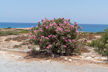 A pink blooming oleander bush in the Karpaz region of Northern Cyprus with the Mediterranean Sea in...