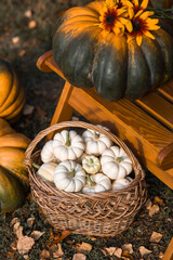 Autumn pumpkin background. White pumpkins in a wicker basket. A rich harvest. The concept of a Halloween or Thanksgiving holiday.