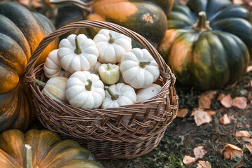Autumn pumpkin background. White pumpkins in a wicker basket. A rich harvest. The concept of a Halloween or Thanksgiving holiday.