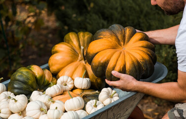 Autumn pumpkin background. A rich harvest of melon pumpkins in a garden wheelbarrow. A pumpkin in the hands of a farmer. The concept of the Halloween holiday.