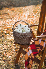 Autumn background of white decorative pumpkins in a wicker basket. A rich harvest. The concept of a Halloween or Thanksgiving holiday.