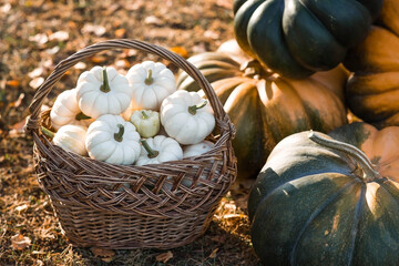 Autumn pumpkin background. White pumpkins in a wicker basket. A rich harvest. The concept of a Halloween or Thanksgiving holiday.
