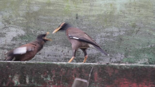 A mayna Bird fiddling her Chick 
