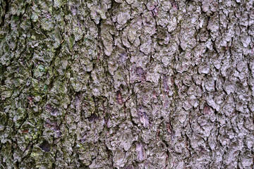 Detailed texture of tree bark in a forest during daylight showcasing nature's intricate patterns