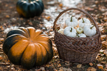 Autumn pumpkin background. White pumpkins in a wicker basket. A rich harvest. The concept of a Halloween or Thanksgiving holiday.