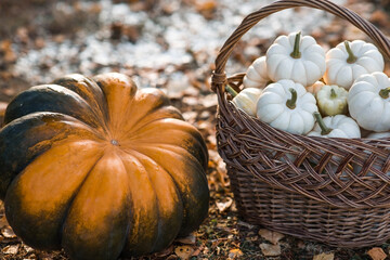Autumn pumpkin background. White pumpkins in a wicker basket. A rich harvest. The concept of a...