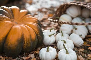 Autumn background of white decorative pumpkins in a wicker basket. A rich harvest. The concept of a Halloween or Thanksgiving holiday.