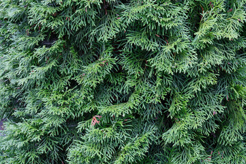 Close-up view of vibrant green foliage showcases intricate patterns in nature at midday in a residential garden setting
